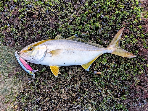 ショゴの釣果