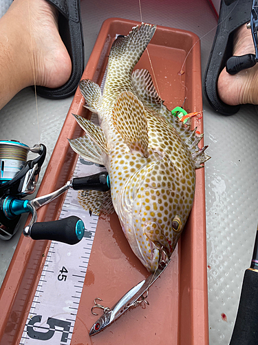 オオモンハタの釣果