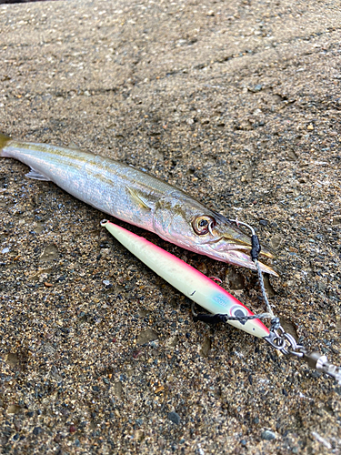 アカカマスの釣果