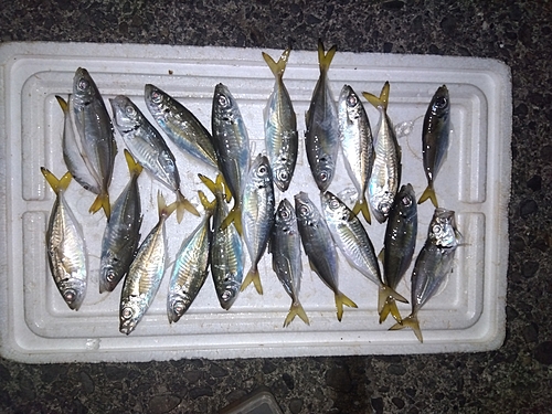 アジの釣果