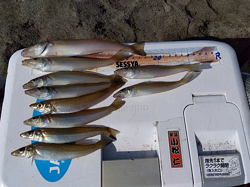 キスの釣果