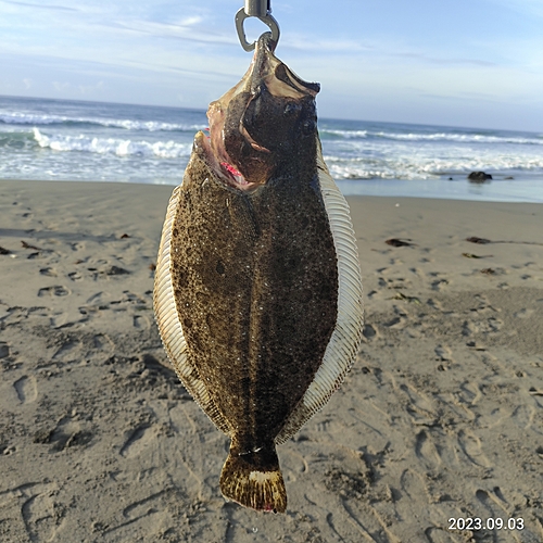 ヒラメの釣果