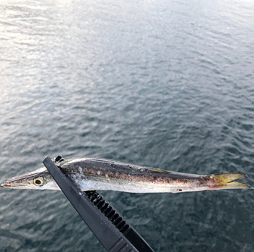 カマスの釣果