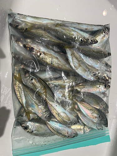 アジの釣果