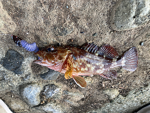 カサゴの釣果