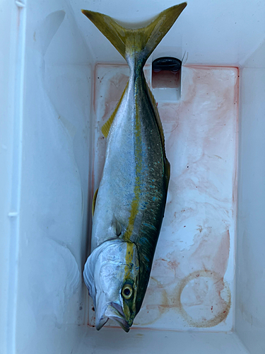 ツバスの釣果