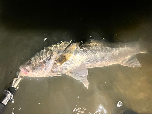 マルスズキの釣果