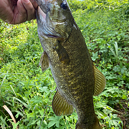 スモールマウスバス