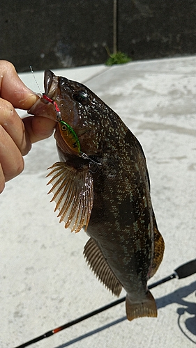 アブラコの釣果