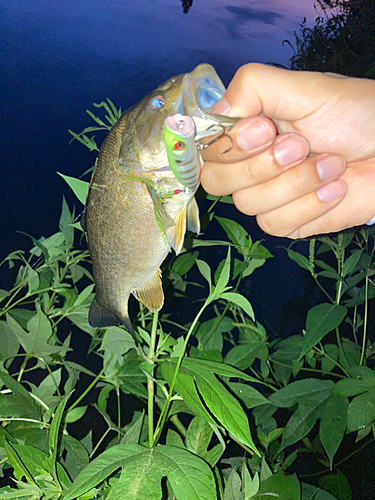 スモールマウスバスの釣果