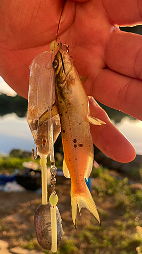 アメリカナマズの釣果