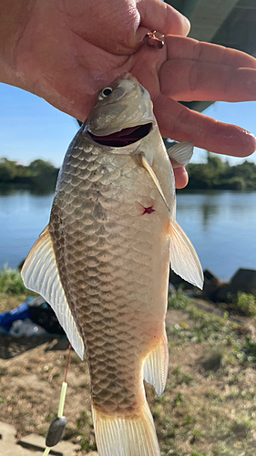 ギンブナの釣果