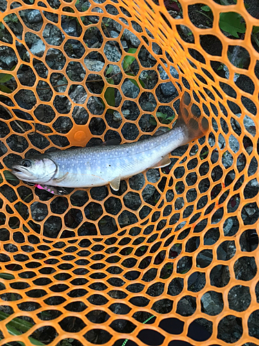 イワナの釣果