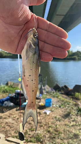 アメリカナマズの釣果