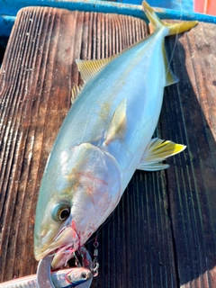 イナダの釣果