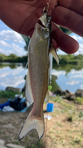 アメリカナマズの釣果