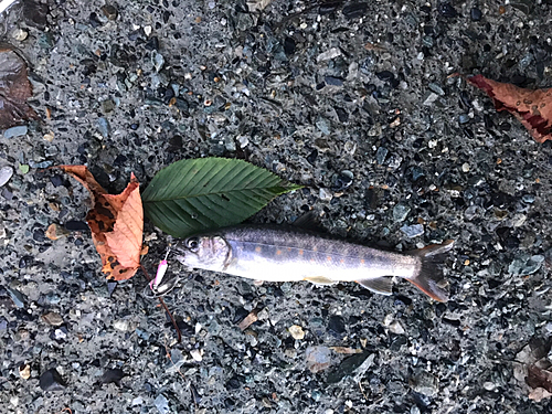 イワナの釣果