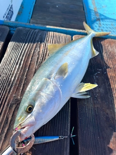 イナダの釣果