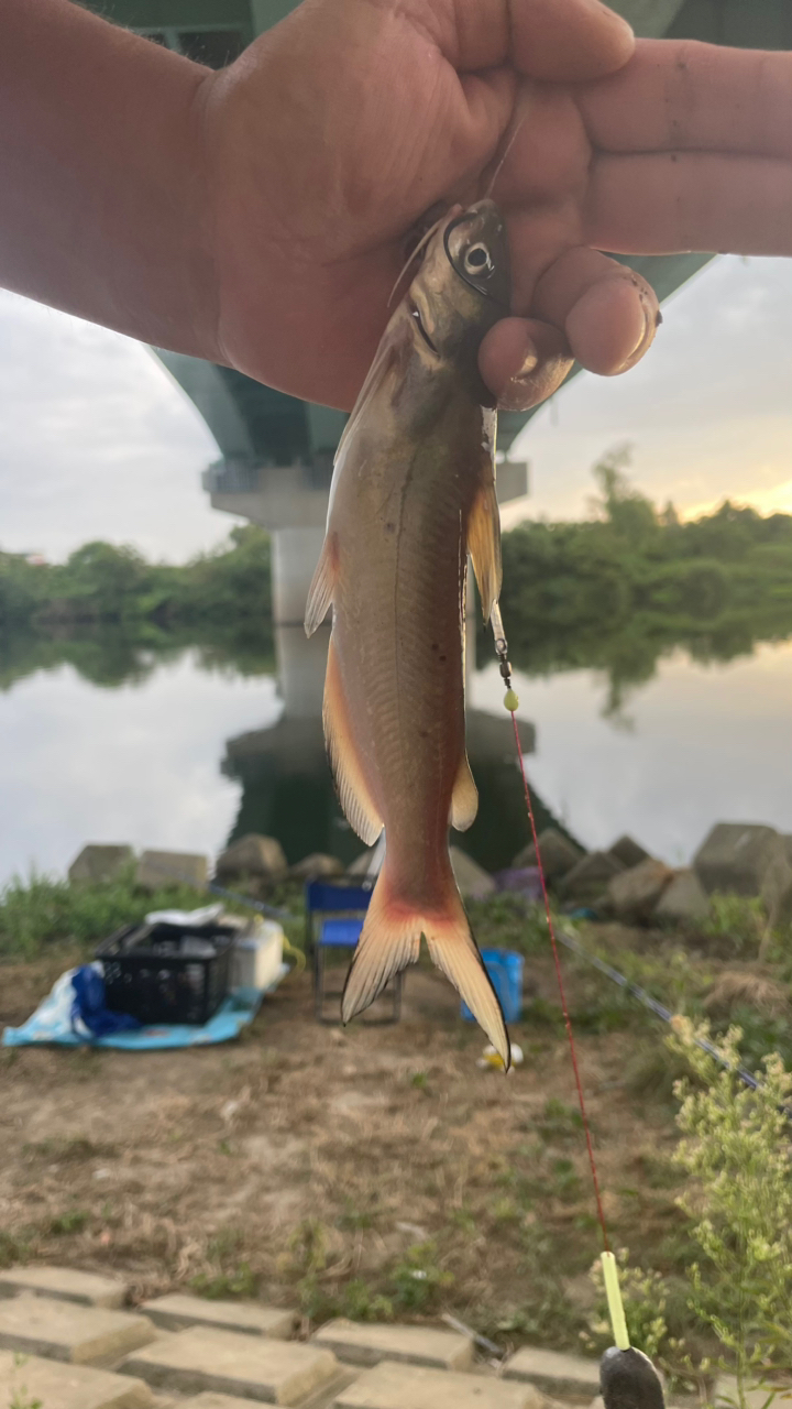 アメリカナマズ