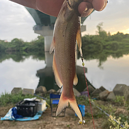 アメリカナマズ