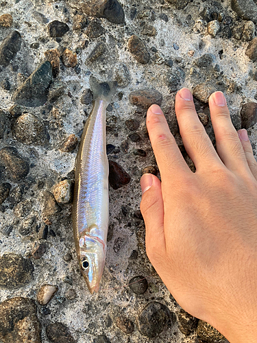 キスの釣果