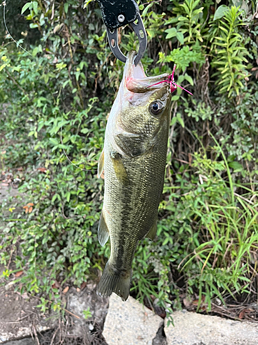 ラージマウスバスの釣果