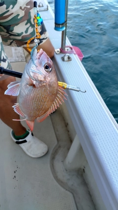 マダイの釣果