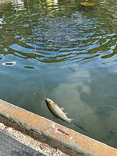 ニジマスの釣果