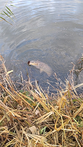 コイの釣果