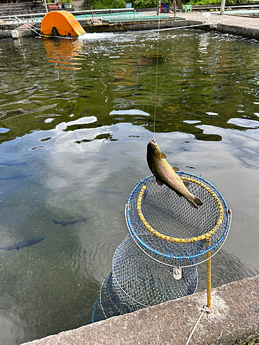 ニジマスの釣果