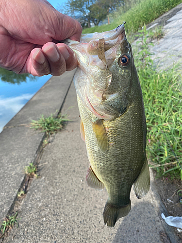 ラージマウスバスの釣果