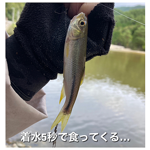 カワムツの釣果