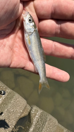 アブラハヤの釣果