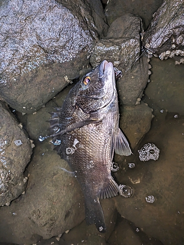 クロダイの釣果