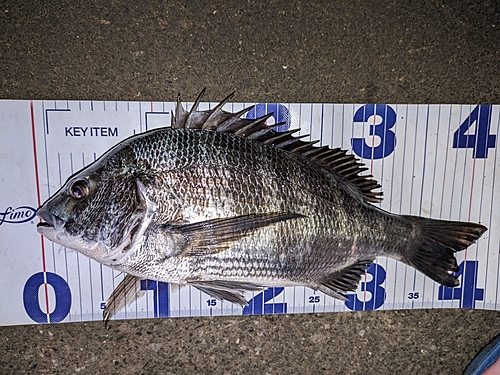 クロダイの釣果