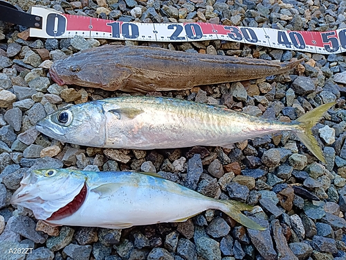 マゴチの釣果