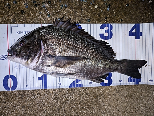 クロダイの釣果