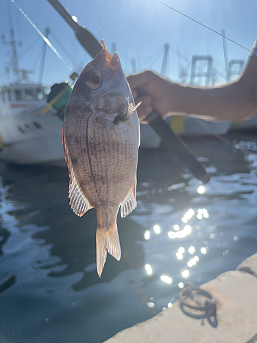 コダイの釣果