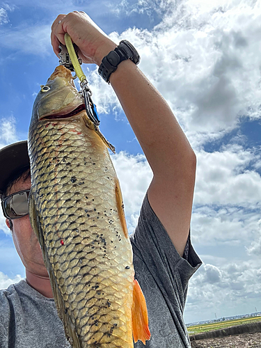 コイの釣果