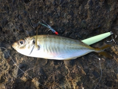 マアジの釣果