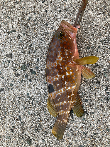 キジハタの釣果