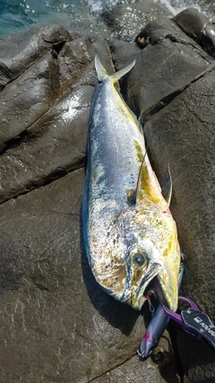 シイラの釣果