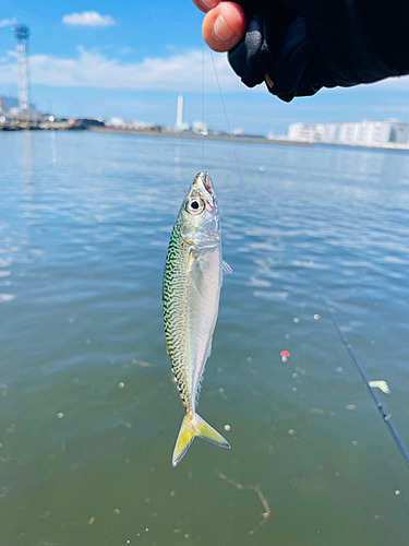 サバの釣果