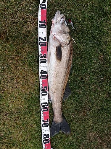 スズキの釣果