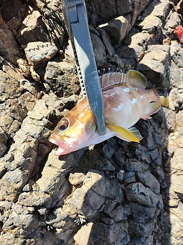 キジハタの釣果