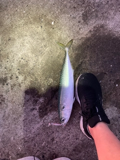 サバの釣果