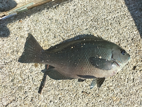 グレの釣果