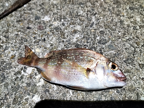 チャリコの釣果