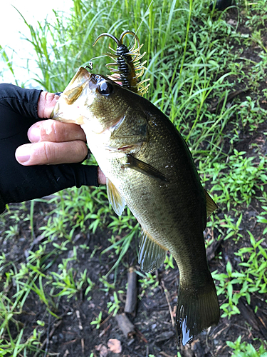 ブラックバスの釣果