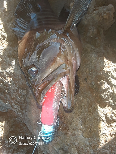 ヤミハタの釣果